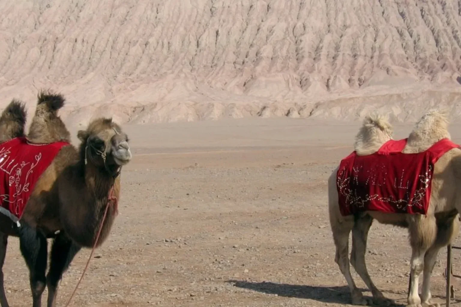 Camels in the dry landscape near Turpan