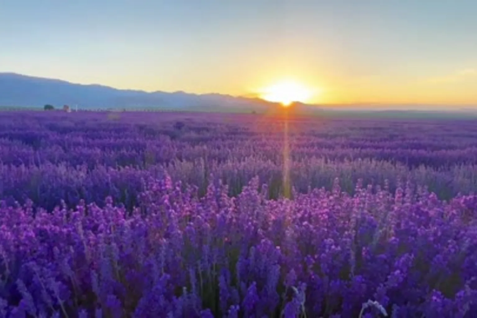 Lavender field near Yining at sunset